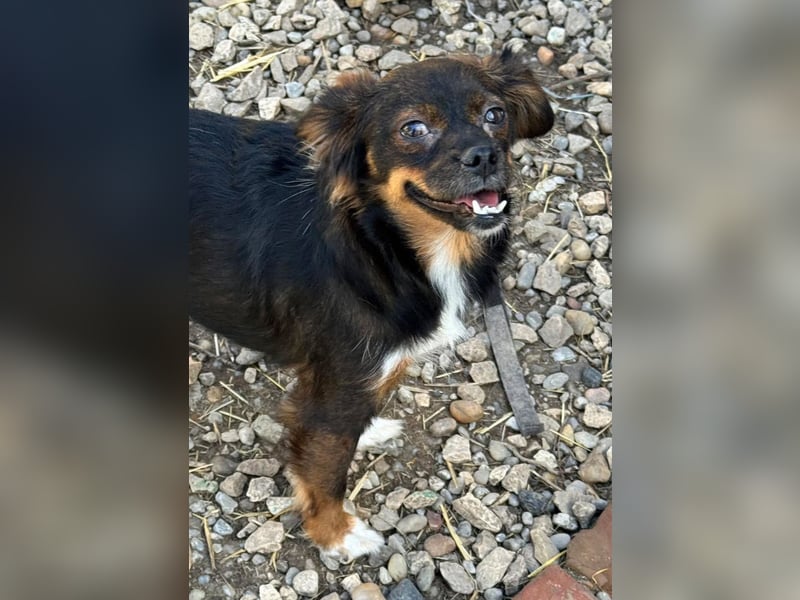 Aria - sucht ihre Menschen