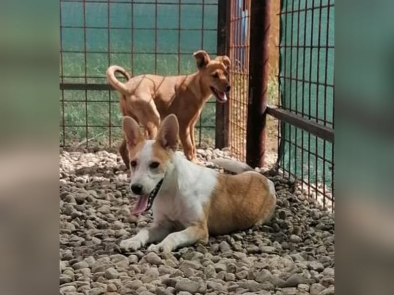 NICO - oder das langsame Sterben der Hoffnung...