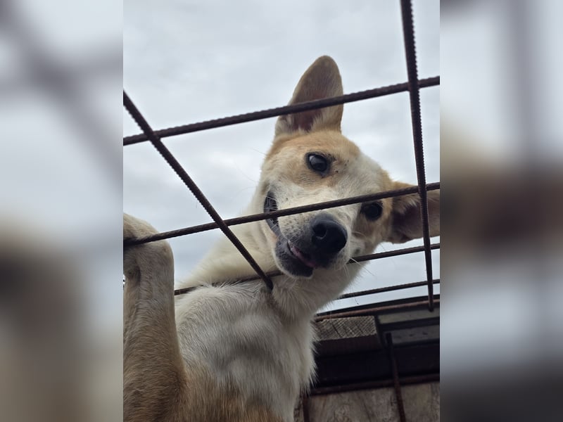 NICO - oder das langsame Sterben der Hoffnung...