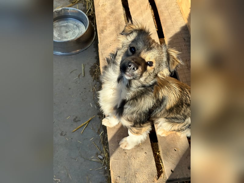 JOEY und JIMMY - 2 Brüder suchen ihre Menschen