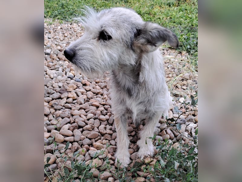 Blanca - sanfte Hündin sucht ihr Körbchen für's Leben