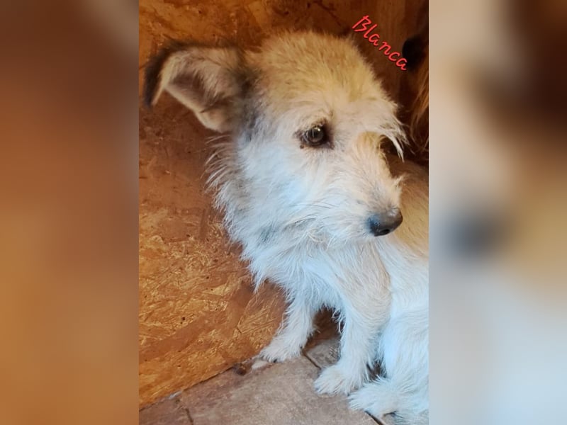 Blanca - sanfte Hündin sucht ihr Körbchen für's Leben