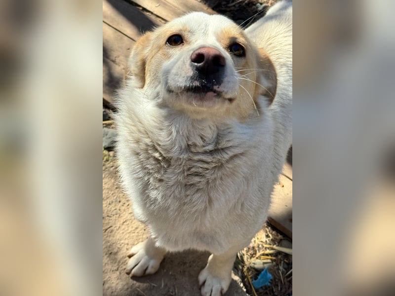 BLONDIE - Zuhause gesucht...