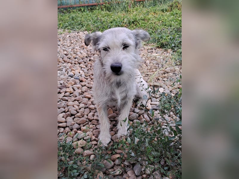 Blanca - sanfte Hündin sucht ihr Körbchen für's Leben