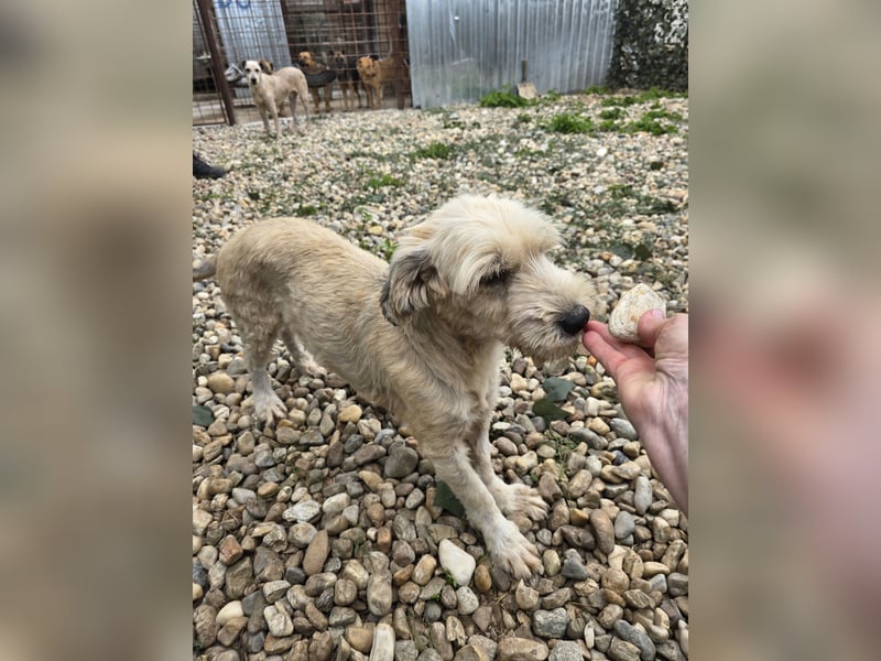 PENNY - möchte endlich raus, aus dem Tierheim PENNY - möchte endlich raus, aus dem Tierheim