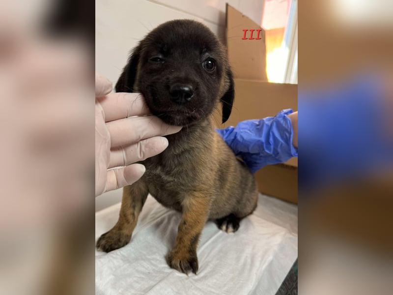 Fünf "Stromer" suchen ein Zuhause