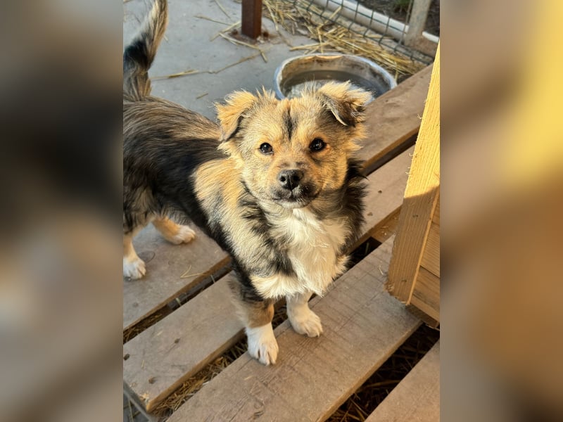 JOEY und JIMMY - 2 Brüder suchen ihre Menschen