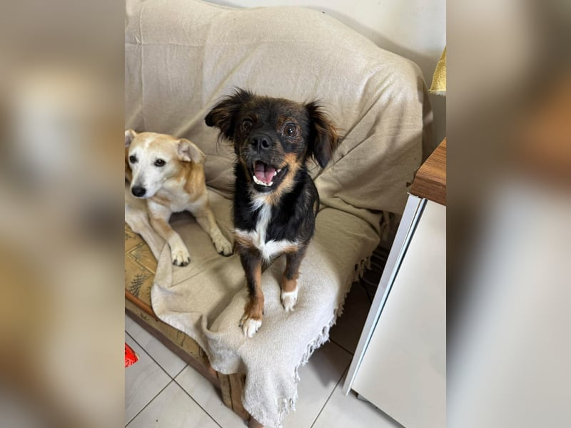 Aria - sucht ihre Menschen