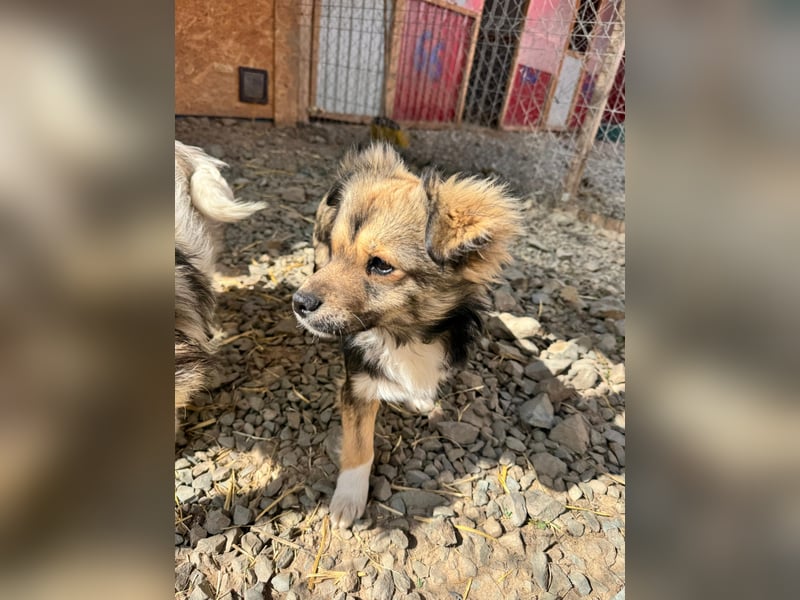 JOEY und JIMMY - 2 Brüder suchen ihre Menschen