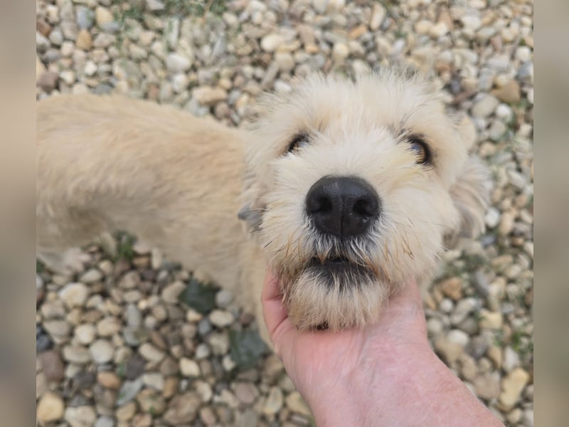 PENNY - möchte endlich raus, aus dem Tierheim PENNY - möchte endlich raus, aus dem Tierheim