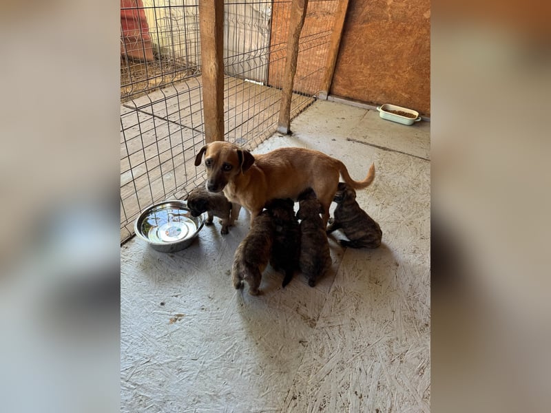 Fünf "Stromer" suchen ein Zuhause