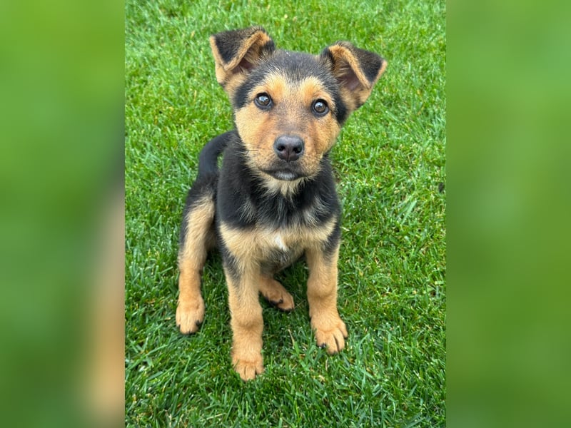 FRIEDA - Hundekind sucht Familienanschluss