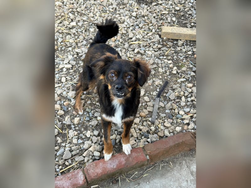 Aria - sucht ihre Menschen