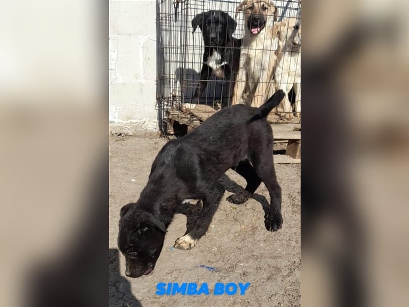 SIMBA