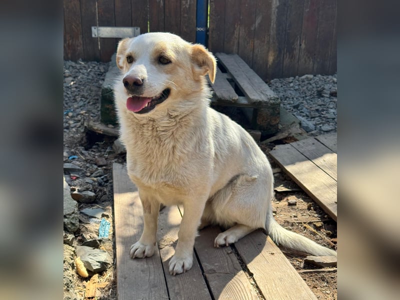 BLONDIE - Zuhause gesucht...