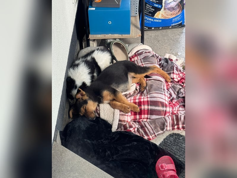 FRIEDA - Hundekind sucht Familienanschluss