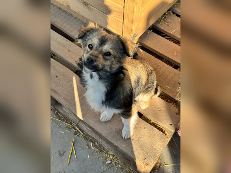 JOEY und JIMMY - 2 Brüder suchen ihre Menschen