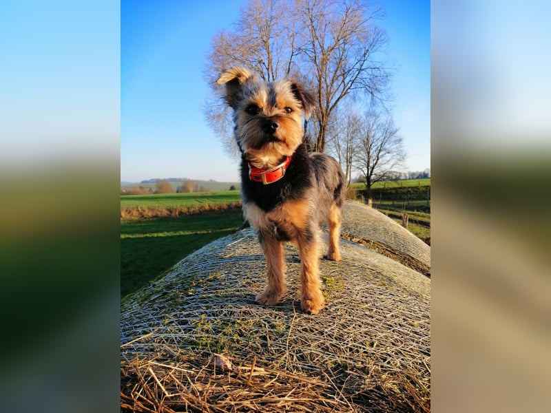 NOTFALL‼️  LOTTI braucht DRINGEND ein neues Zuhause