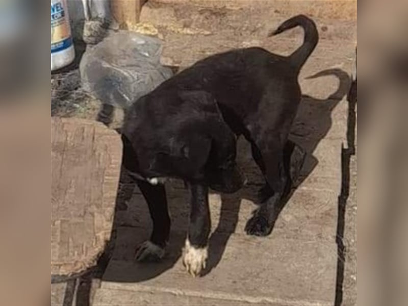 SIMBA