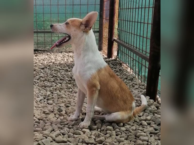 NICO - oder das langsame Sterben der Hoffnung...