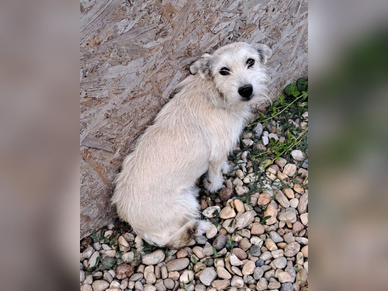 Blanca - sanfte Hündin sucht ihr Körbchen für's Leben