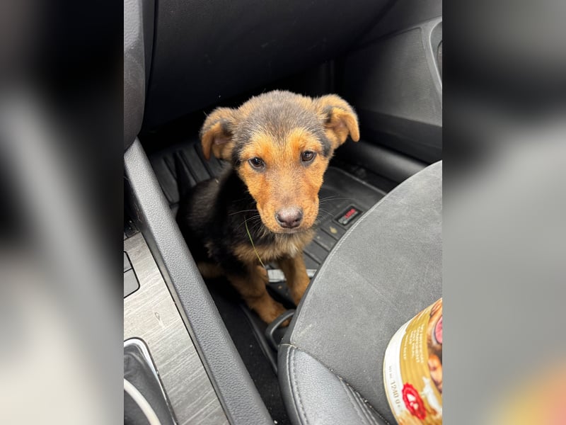 FRIEDA - Hundekind sucht Familienanschluss