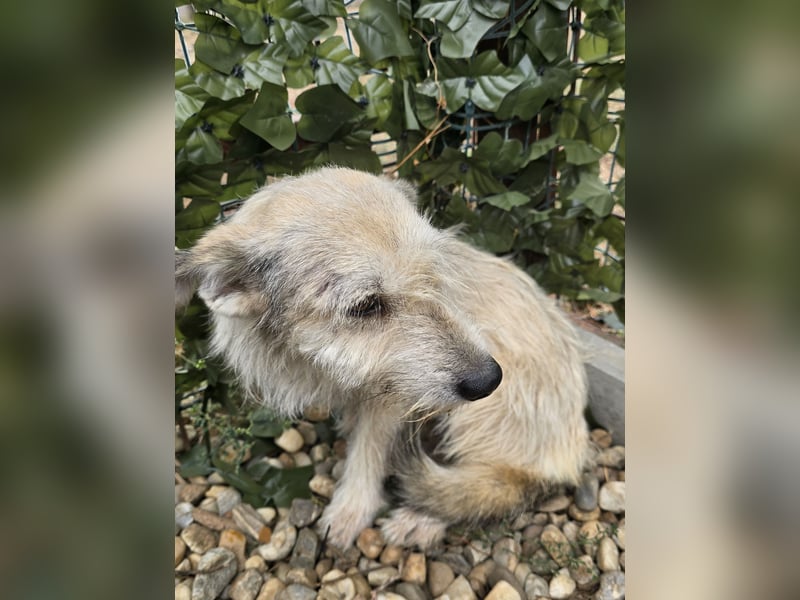 Blanca - sanfte Hündin sucht ihr Körbchen für's Leben