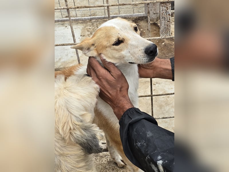 NICO - oder das langsame Sterben der Hoffnung...