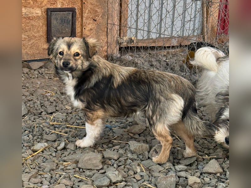 JOEY und JIMMY - 2 Brüder suchen ihre Menschen
