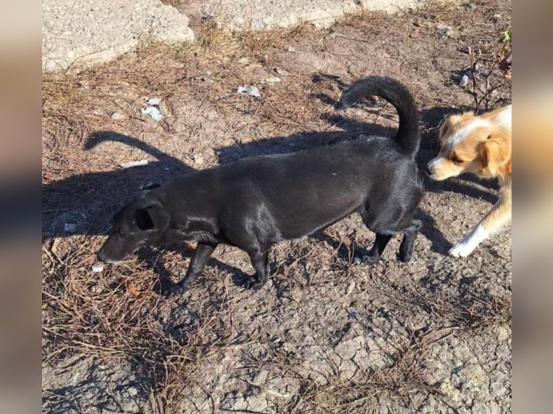 SPARKEY  - liebenswerte Hündin sucht ihre Menschen