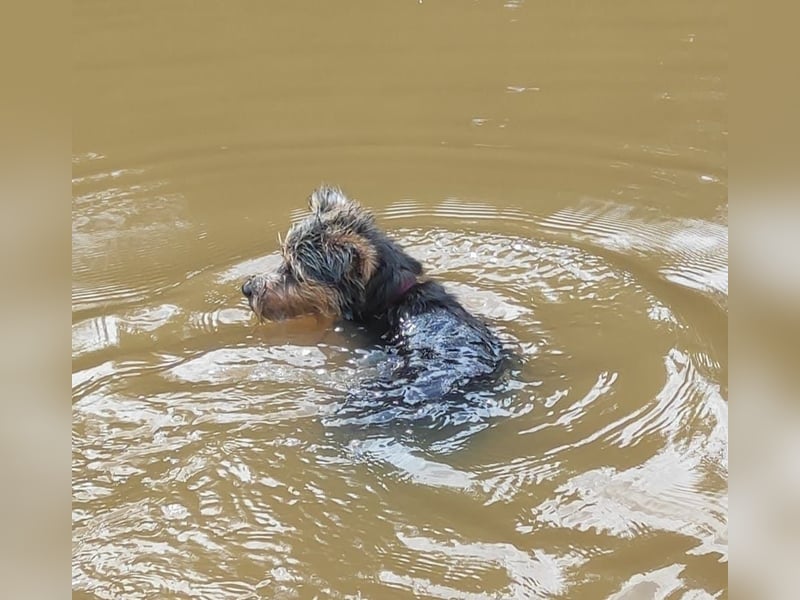 NOTFALL‼️  LOTTI braucht DRINGEND ein neues Zuhause
