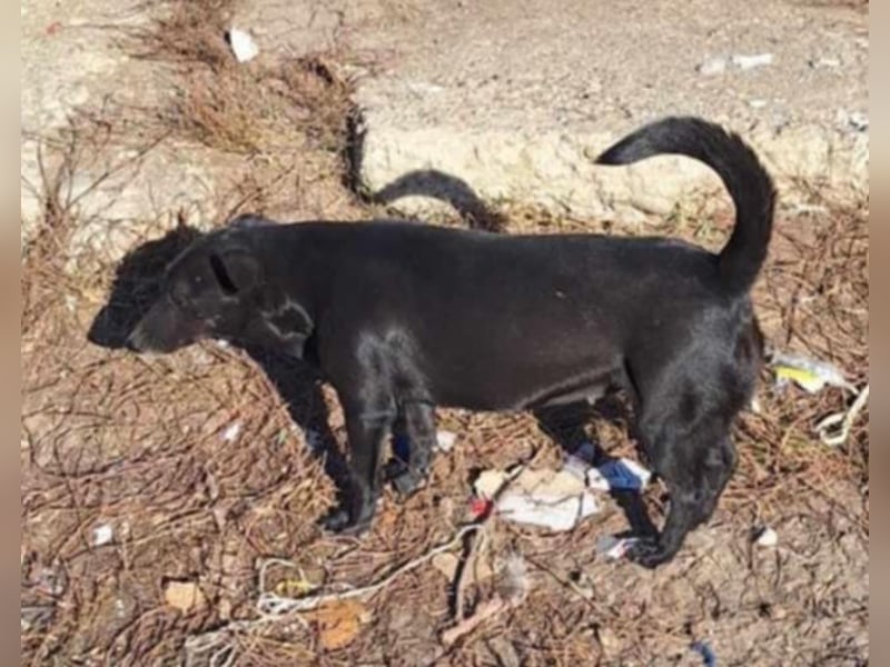 SPARKEY  - liebenswerte Hündin sucht ihre Menschen