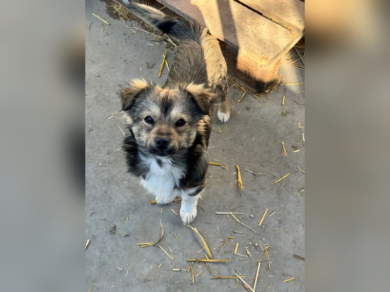 JOEY und JIMMY - 2 Brüder suchen ihre Menschen