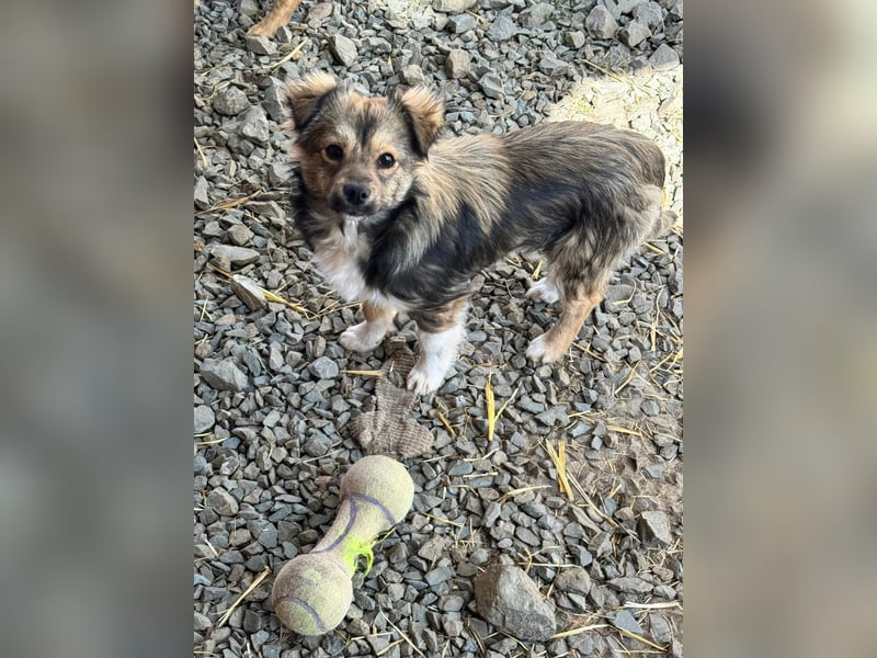 JOEY und JIMMY - 2 Brüder suchen ihre Menschen