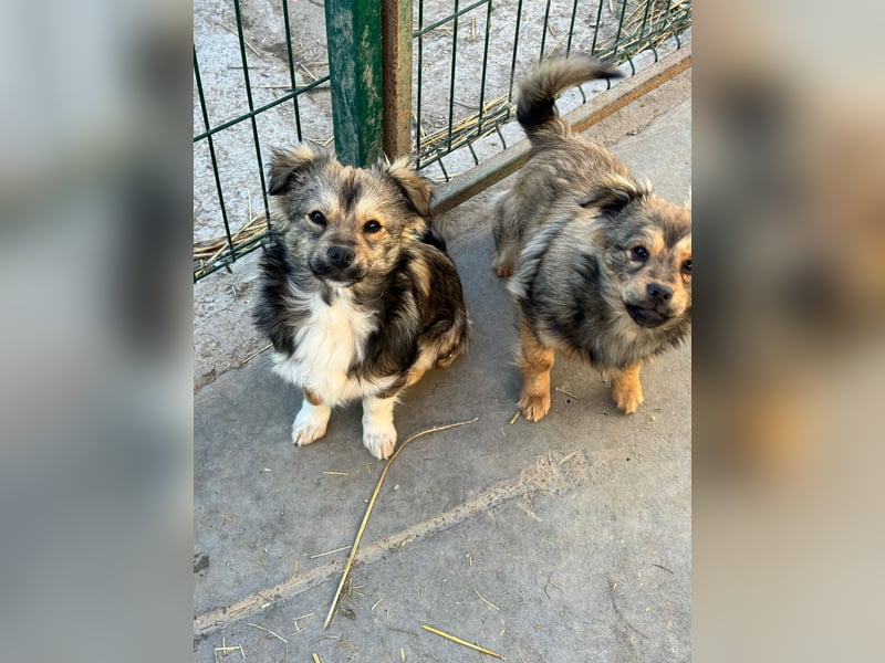 JOEY und JIMMY - 2 Brüder suchen ihre Menschen