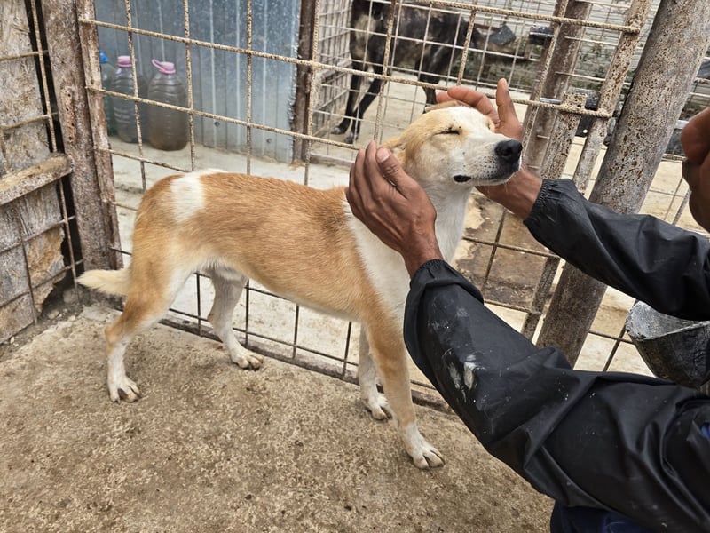 NICO - oder das langsame Sterben der Hoffnung...