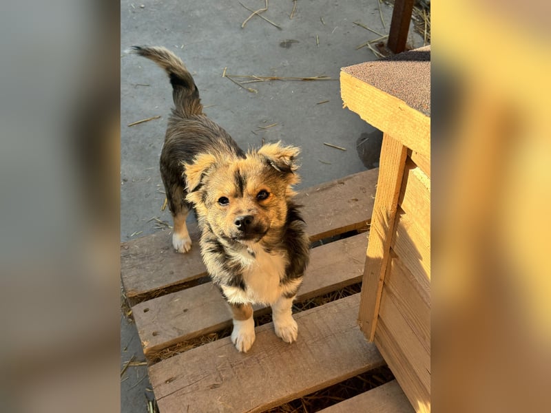 JOEY und JIMMY - 2 Brüder suchen ihre Menschen