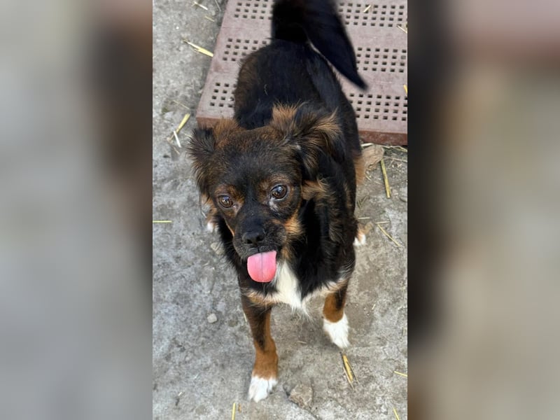 Aria - sucht ihre Menschen