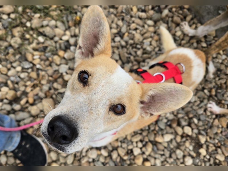 NICO - oder das langsame Sterben der Hoffnung...