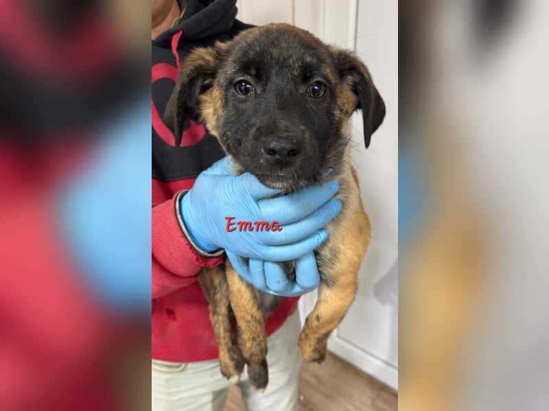 Fünf "Stromer" suchen ein Zuhause