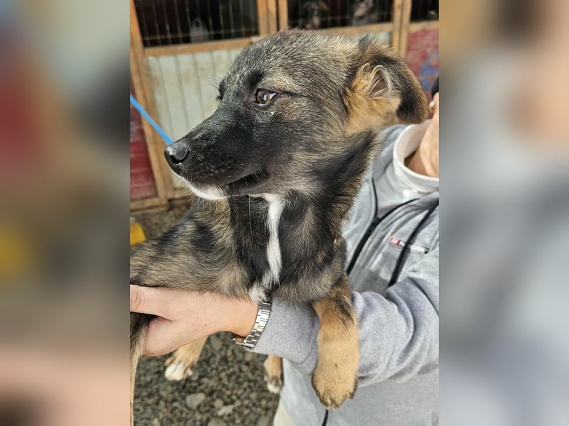 KALIMERO sucht Familienanschlusd