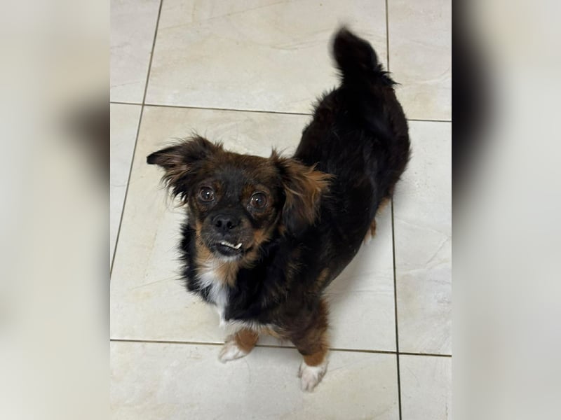 Aria - sucht ihre Menschen