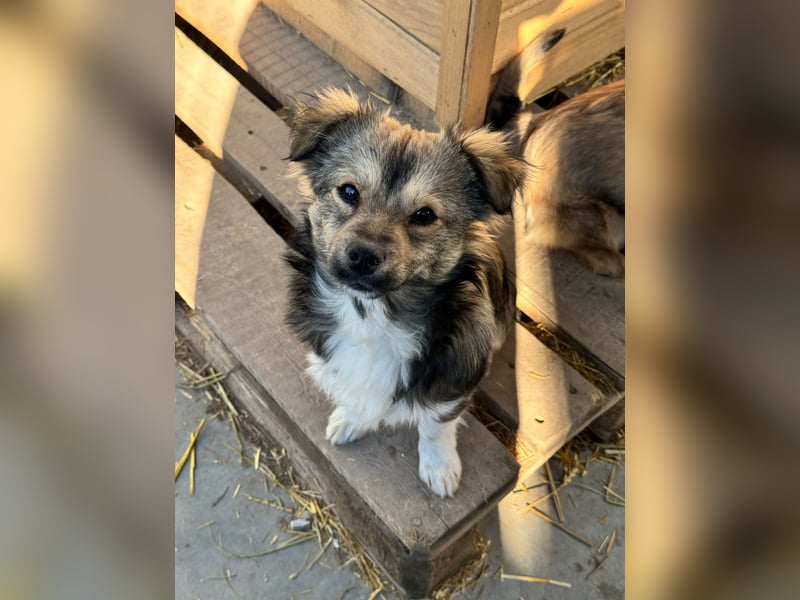 JOEY und JIMMY - 2 Brüder suchen ihre Menschen