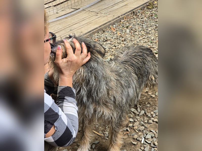 FELINE sucht ihr Zuhause