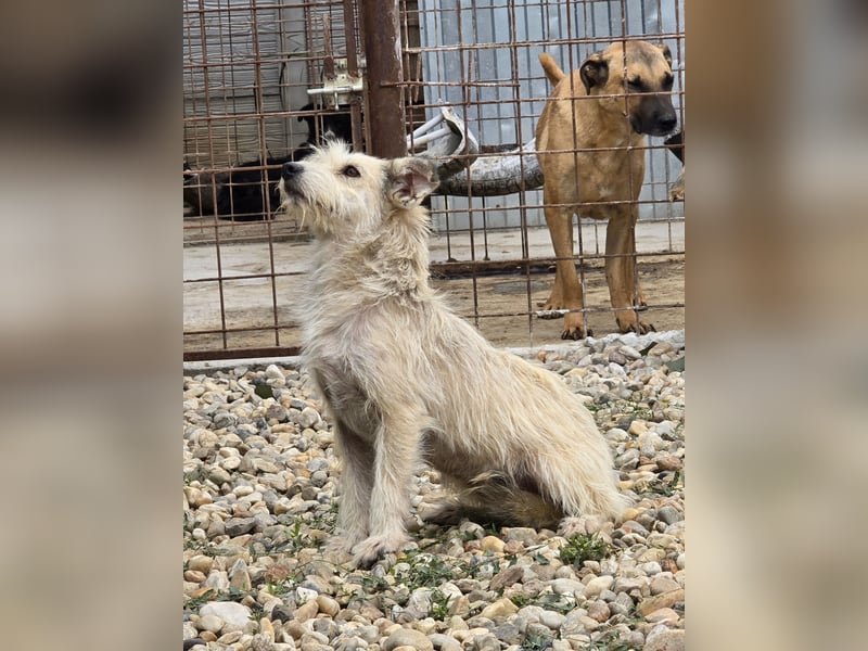 PENNY - möchte endlich raus, aus dem Tierheim PENNY - möchte endlich raus, aus dem Tierheim