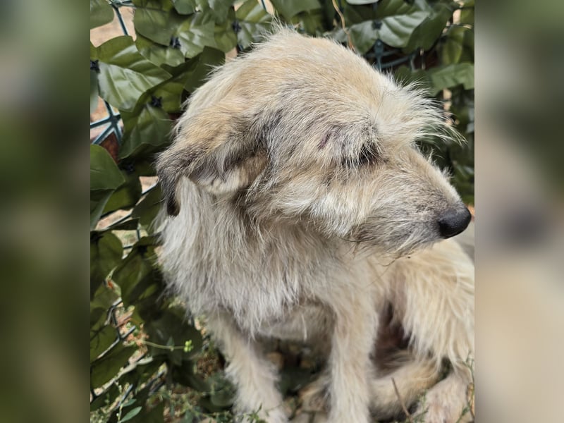 Blanca - sanfte Hündin sucht ihr Körbchen für's Leben