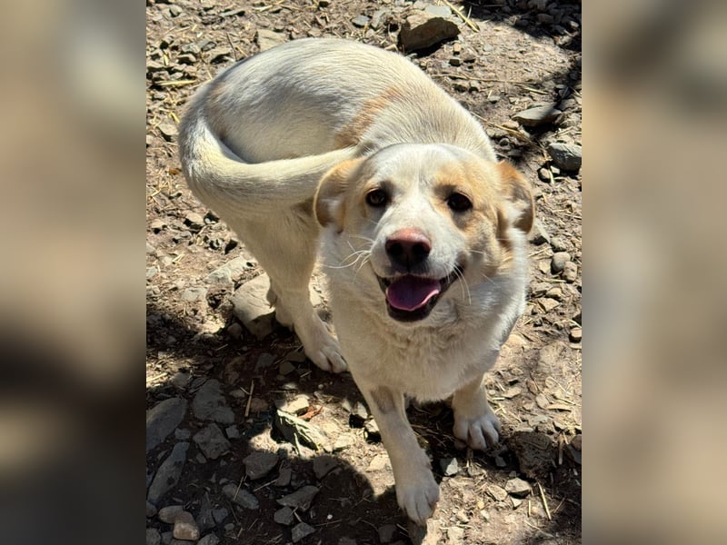 BLONDIE - Zuhause gesucht...