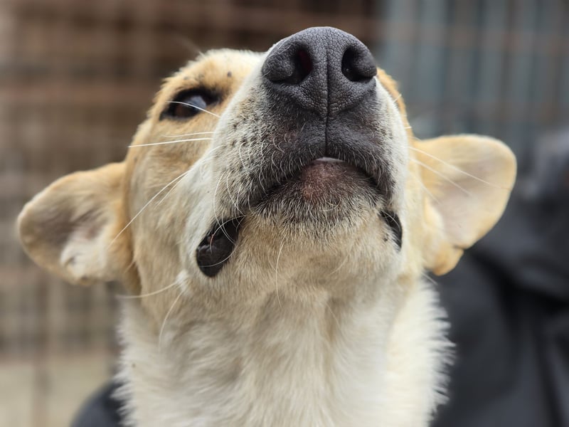 NICO - oder das langsame Sterben der Hoffnung...
