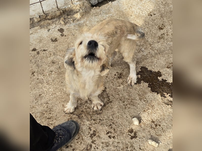 PENNY - möchte endlich raus, aus dem Tierheim PENNY - möchte endlich raus, aus dem Tierheim
