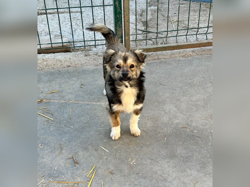 JOEY und JIMMY - 2 Brüder suchen ihre Menschen